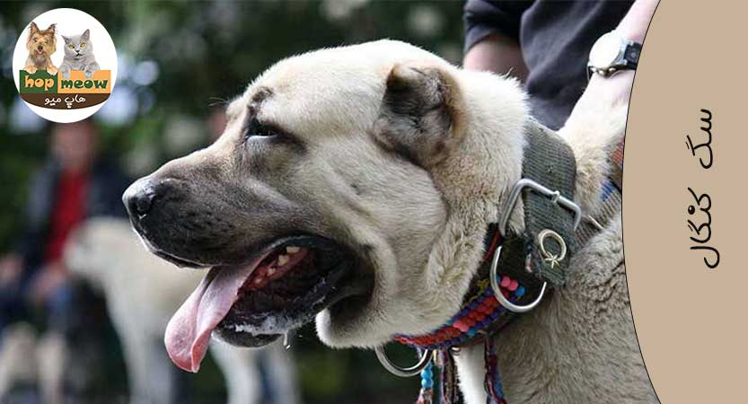 عکس بزرگترین سگ افغانی