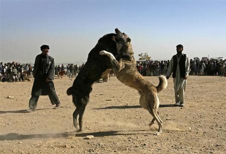 عکس سگ جنگی افغان

