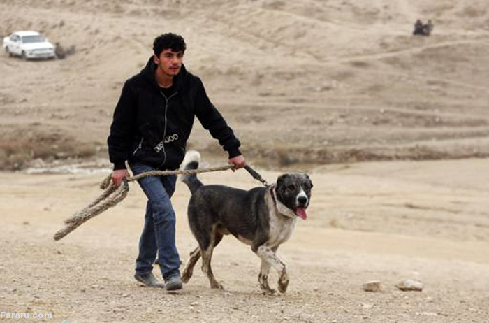 عکس سگهای جنگی افغانی