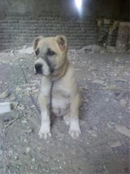 عکس سگ توله افغانی