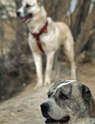 عکس سگهای جنگی افغان