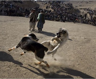 عکس توله سگ های افغانی