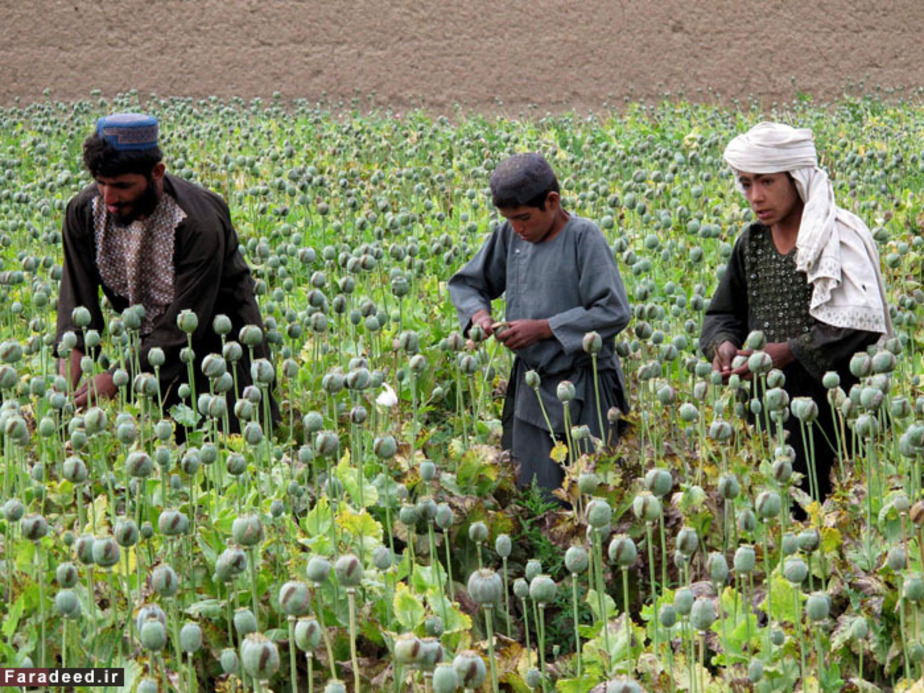 عکس کشت تریاک در افغانستان