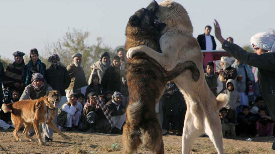 عکس سگ های جنگی افغان
