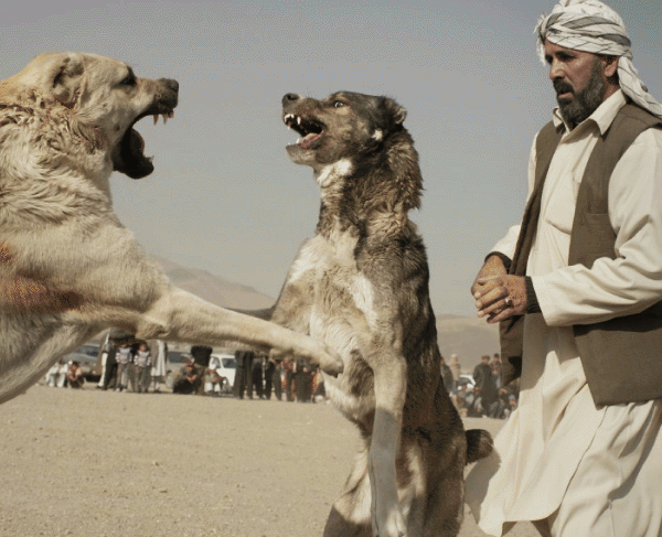 تصاویر سگ جنگی در افغانستان
