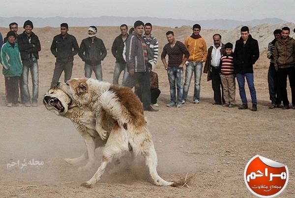 تصاویر سگ جنگی در افغانستان
