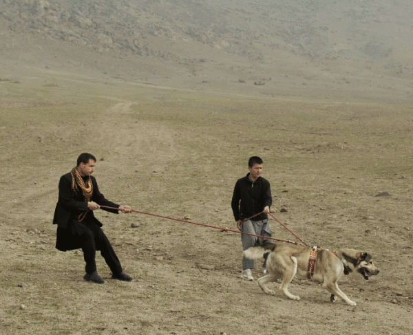 تصاویر سگ جنگی در افغانستان