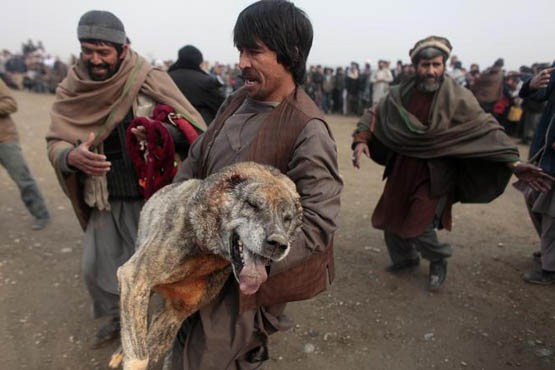 عکس سگ جنگی افغانستان