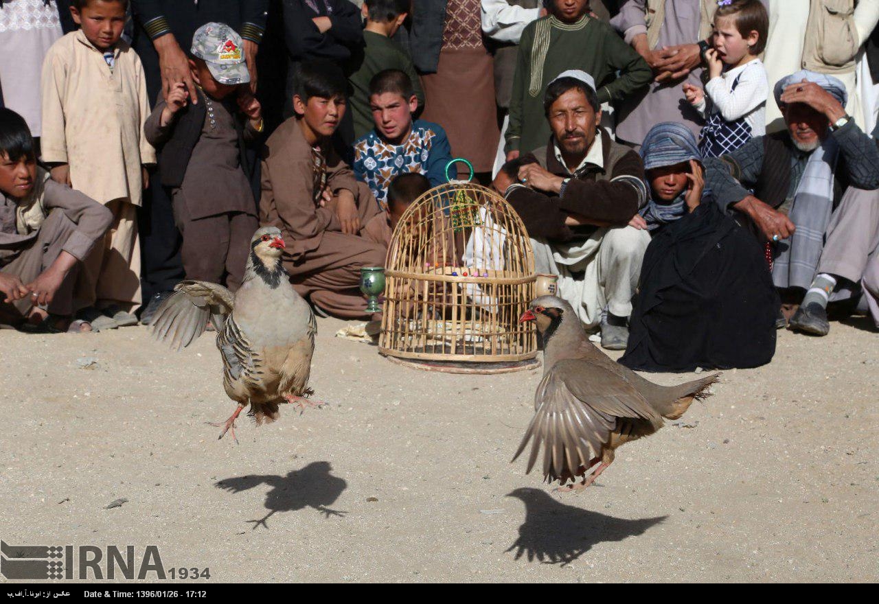 عکس کبک جنگی افغانستان