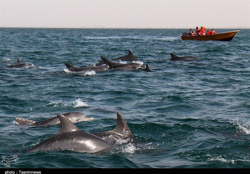 تصاویر دلفین ها در جزیره هنگام