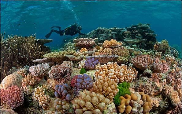عکس جزیره مرجانی خارک