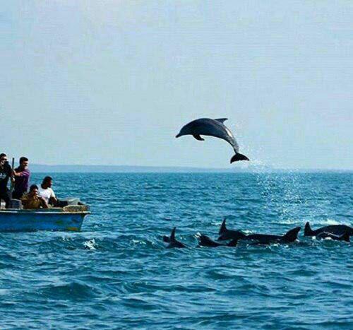 تصاویر دلفین ها در جزیره هنگام
