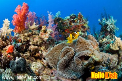 عکس های جزیره مرجانی کیش