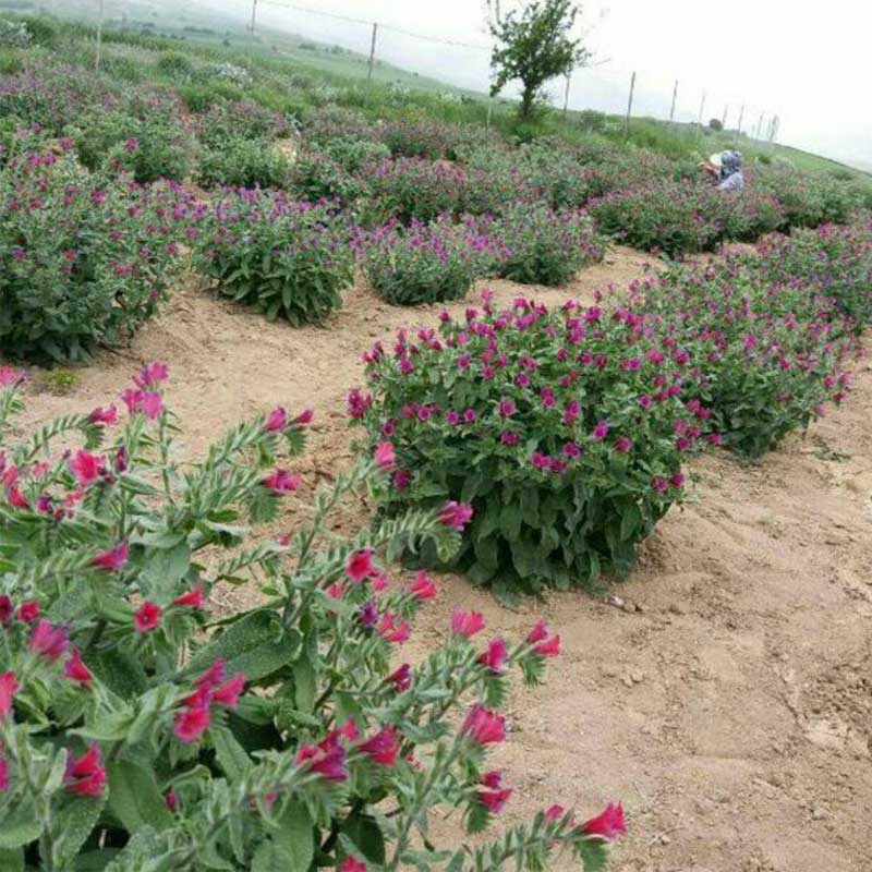 بذر گل گاو زبان ایرانی
