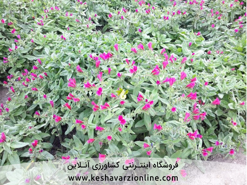 زمان کاشت گل گاوزبان ایرانی
