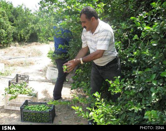 فصل برداشت لیمو ترش در شیراز
