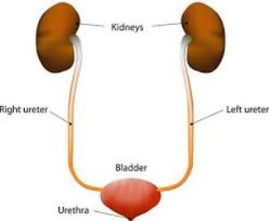 picture of kidneys ureters and bladder