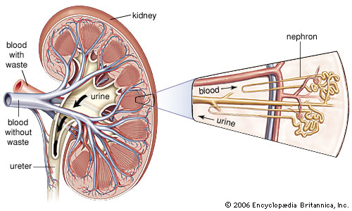 image of kidney nephron