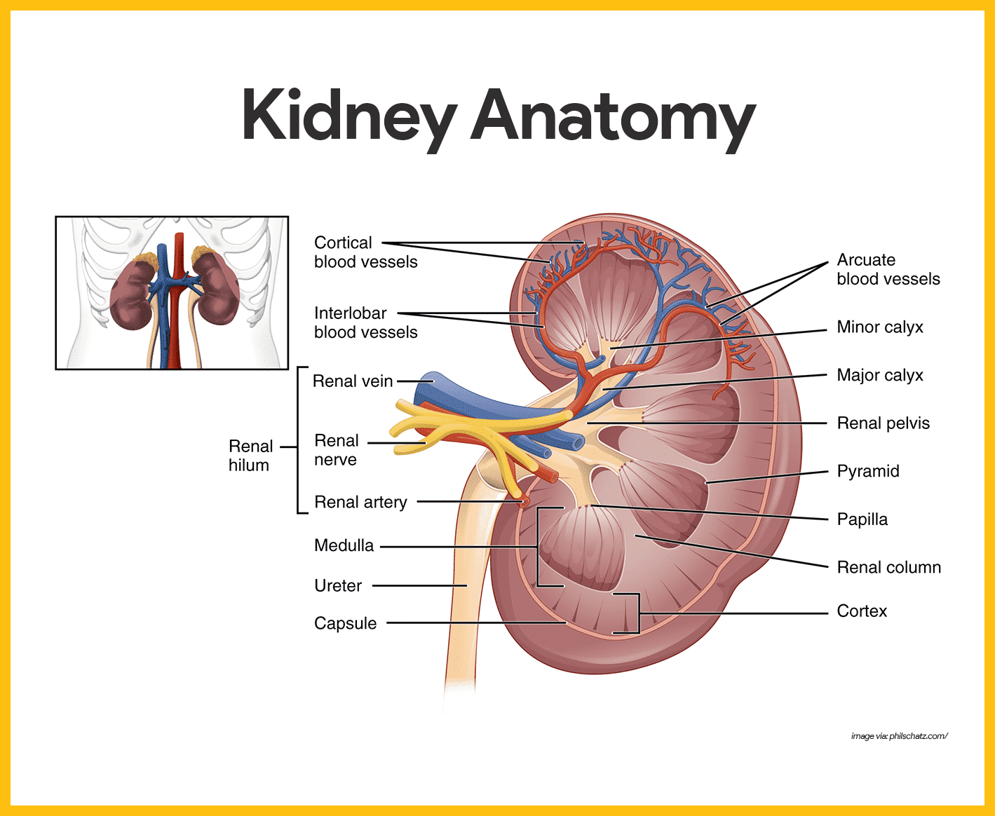 ultrasound pictures of kidneys and bladder