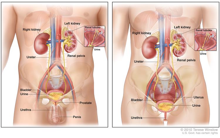 images of kidneys and bladder