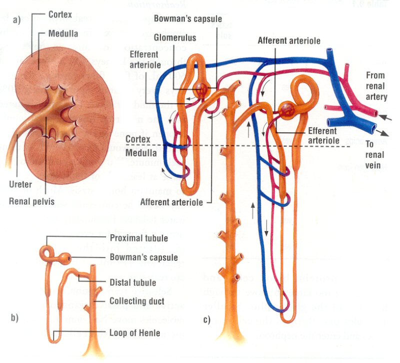 image of kidney nephron