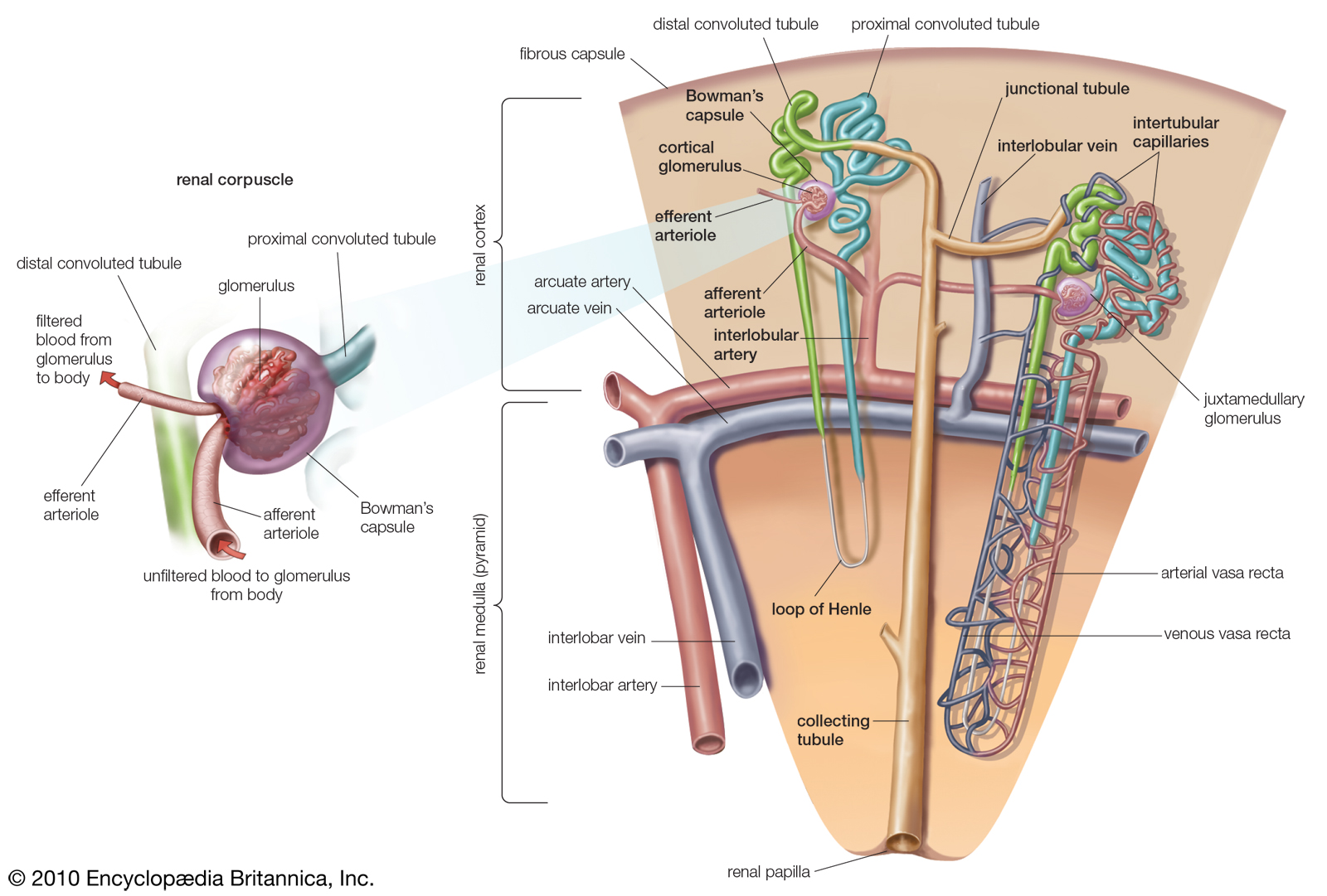 image of kidney nephron
