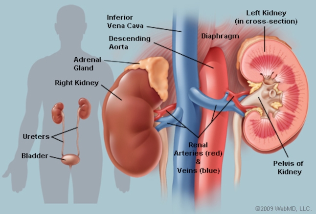 image of kidneys and bladder