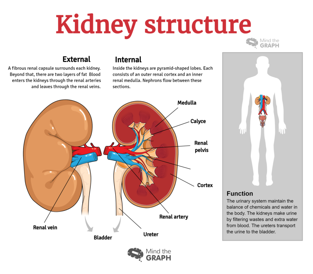 picture of kidney position in human body