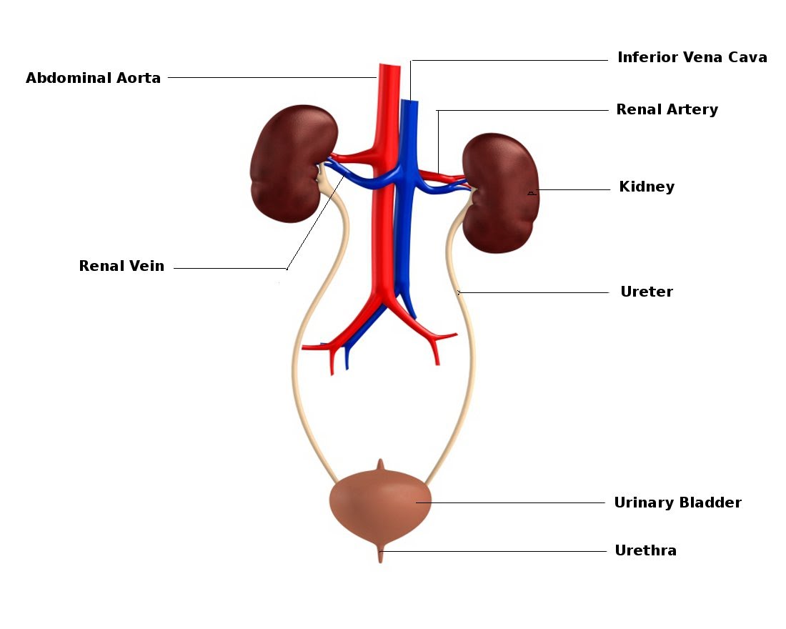 picture of human kidney and bladder