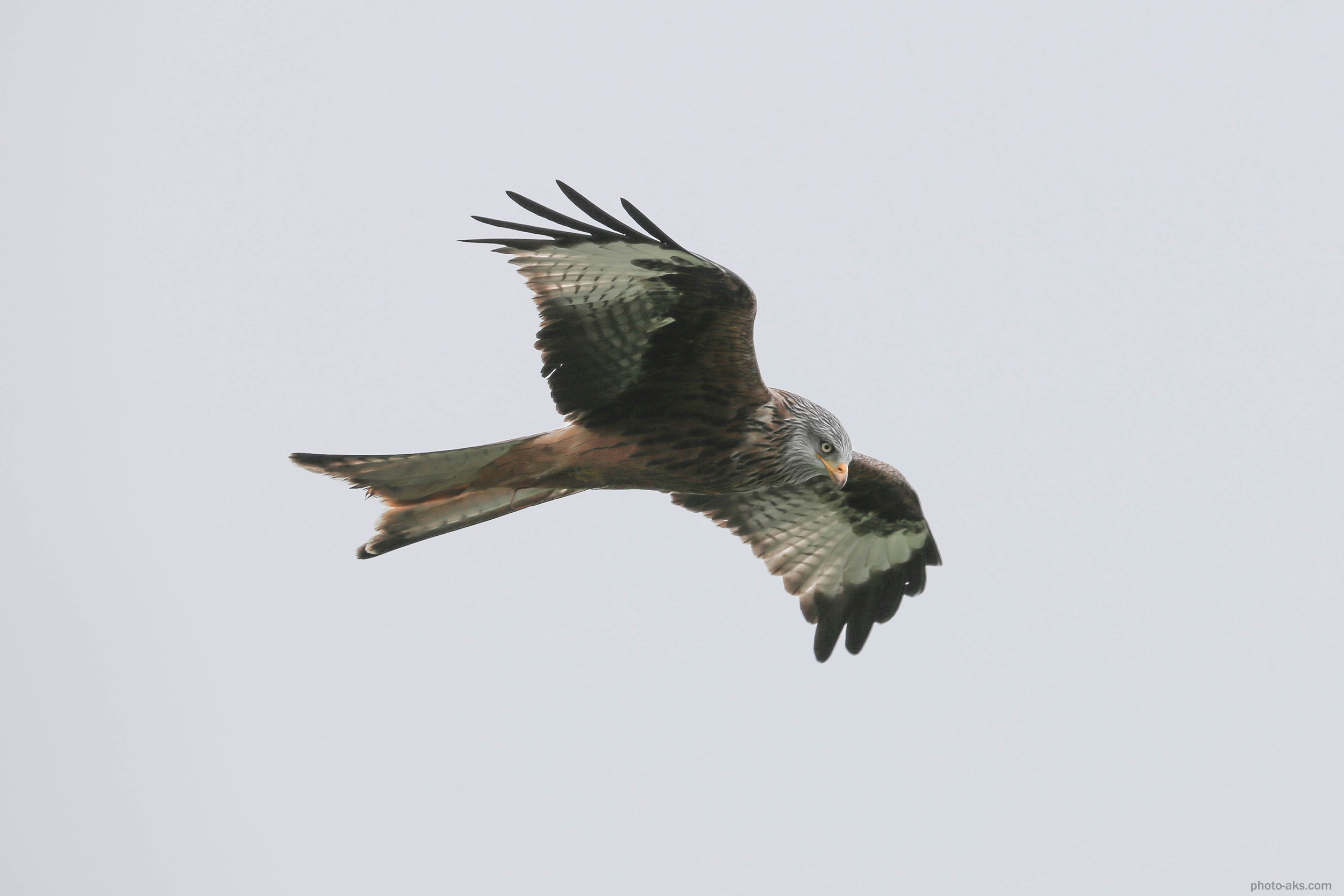 picture of a kite bird in flight