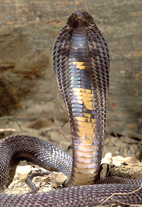 picture of a king cobra to color
