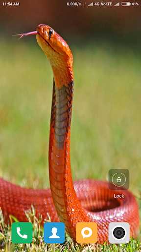 king cobra snake wallpaper download