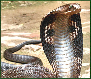 picture of a king cobra to color