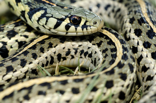 images of king snakes in louisiana