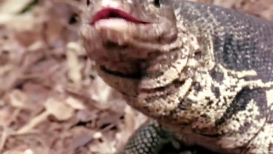 pictures of savannah monitor lizards