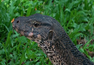 show pictures of monitor lizard