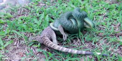 pictures of monitor lizard
