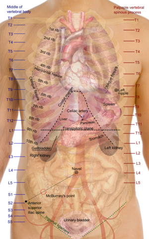 picture of human kidney location