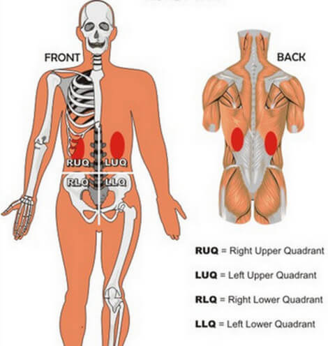 picture of where your kidneys are located in your back