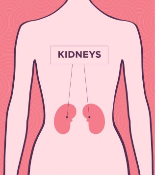 picture of where your kidneys are in the human body