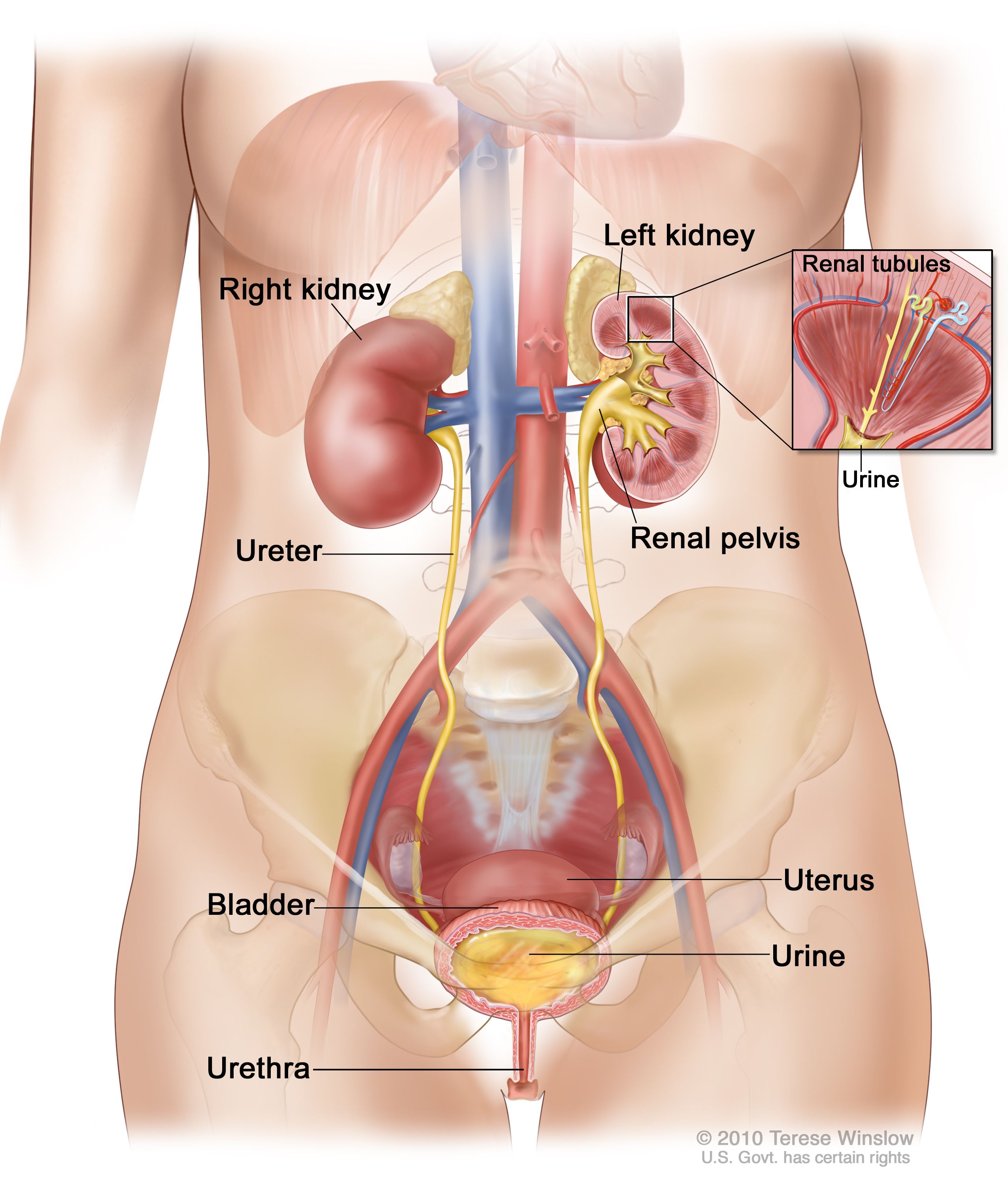 picture of human body kidney location