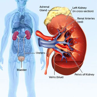 photo of where your kidneys are located