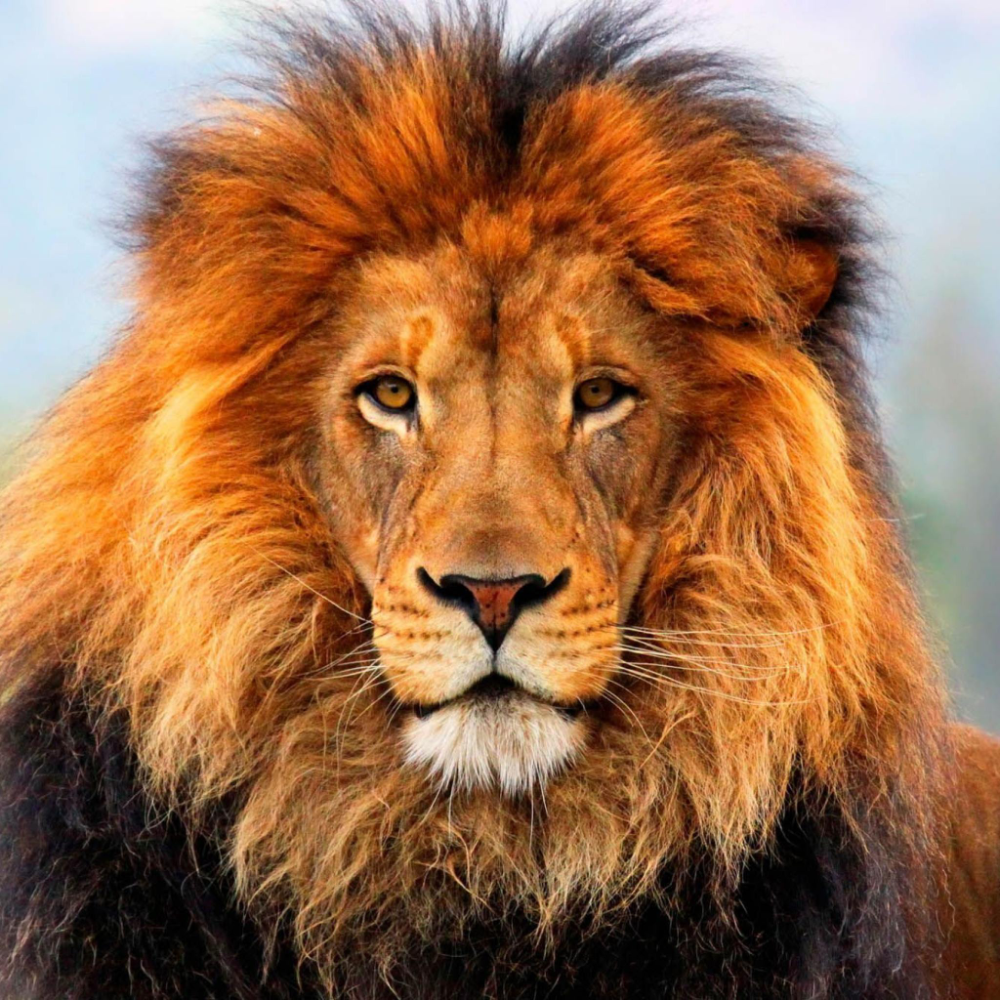 hd pic of lion face