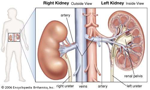 show images of where your kidneys are located