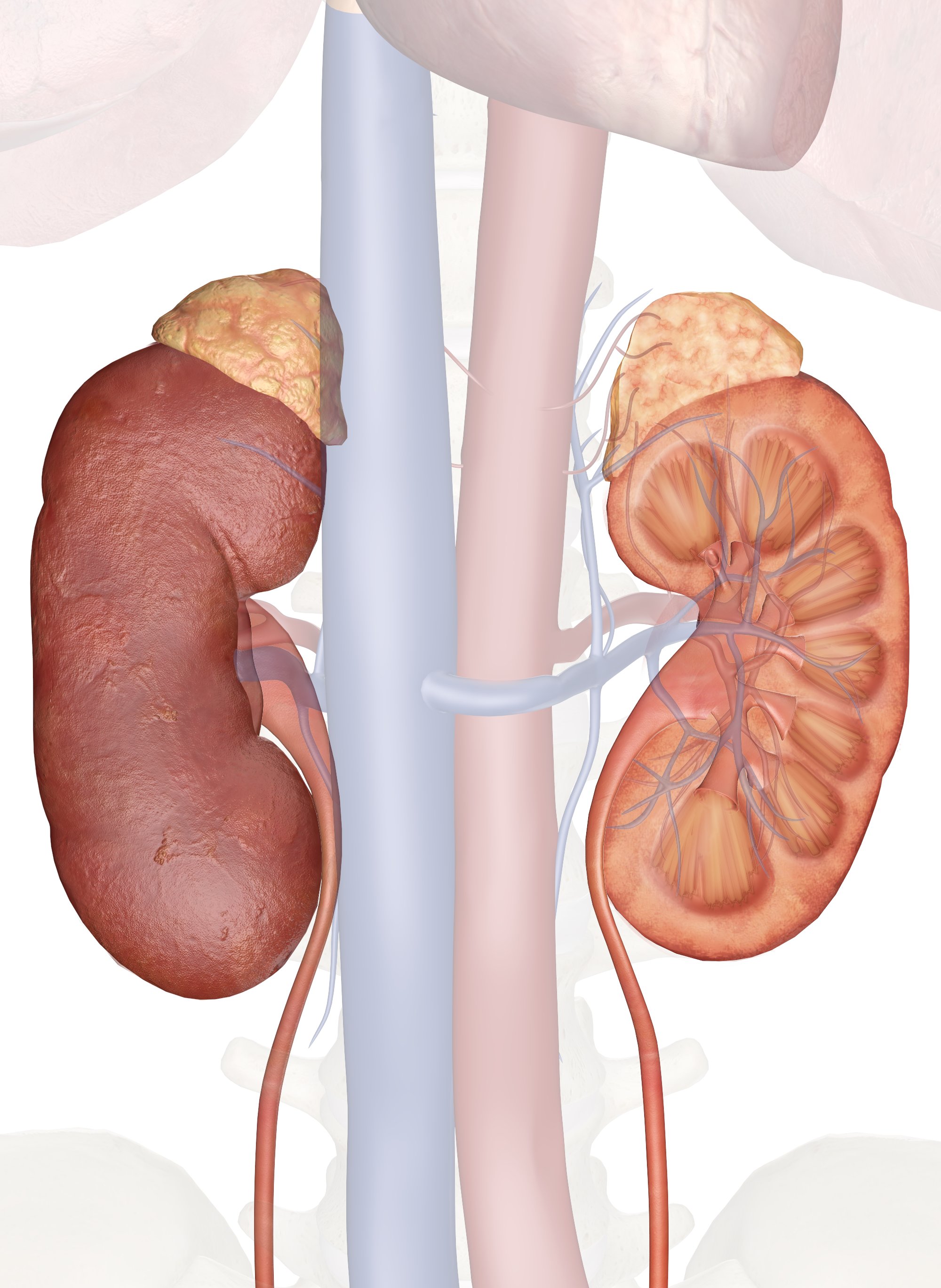 show me pictures of where your kidneys are located