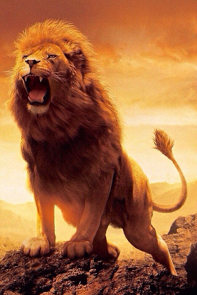 photo of lion roaring
