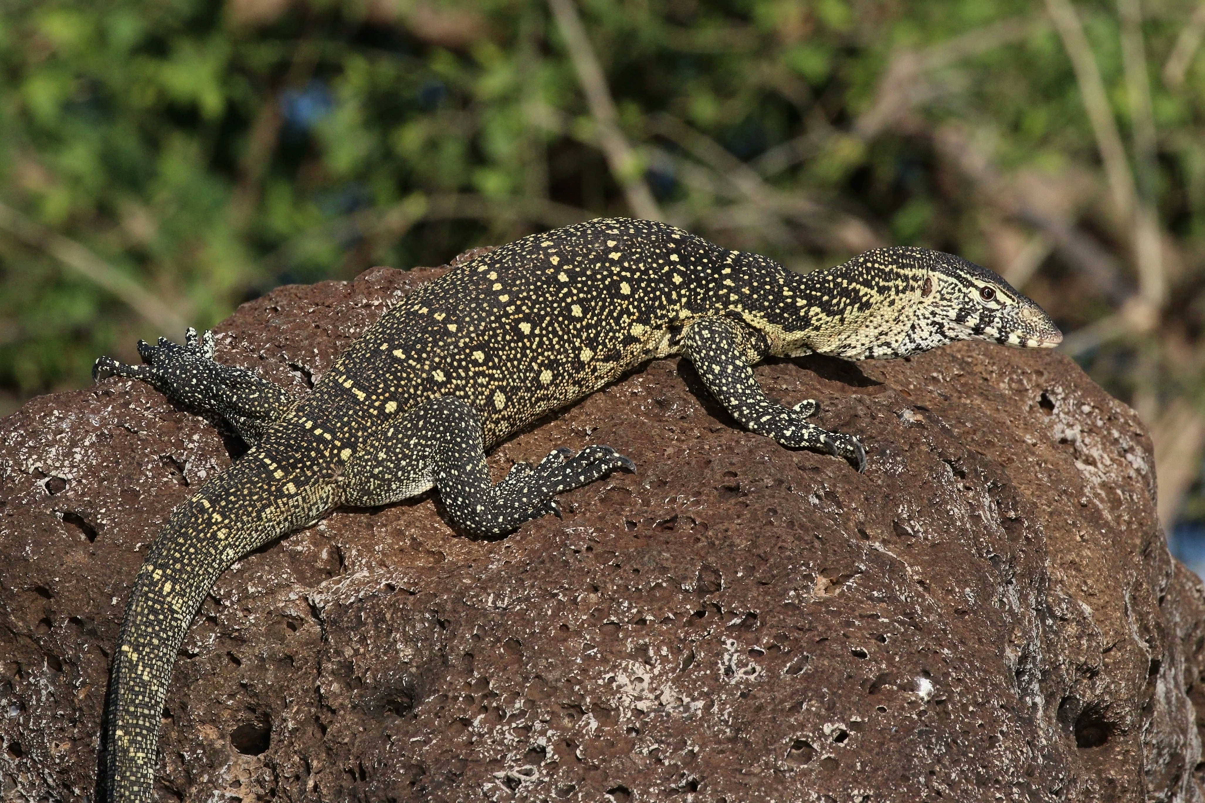 photo of monitor lizard