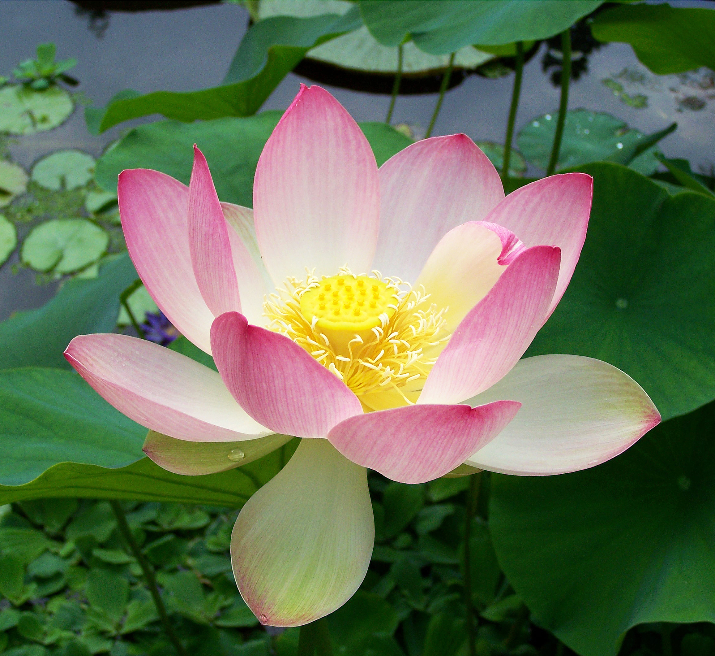 photo of lotus plant