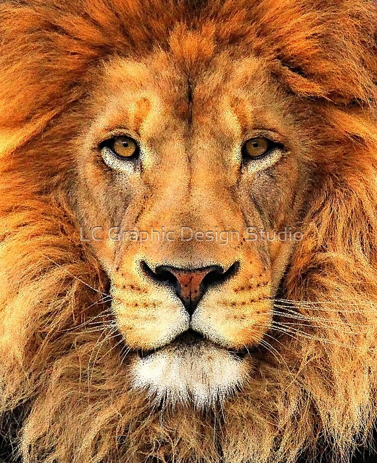 photo of lion face
