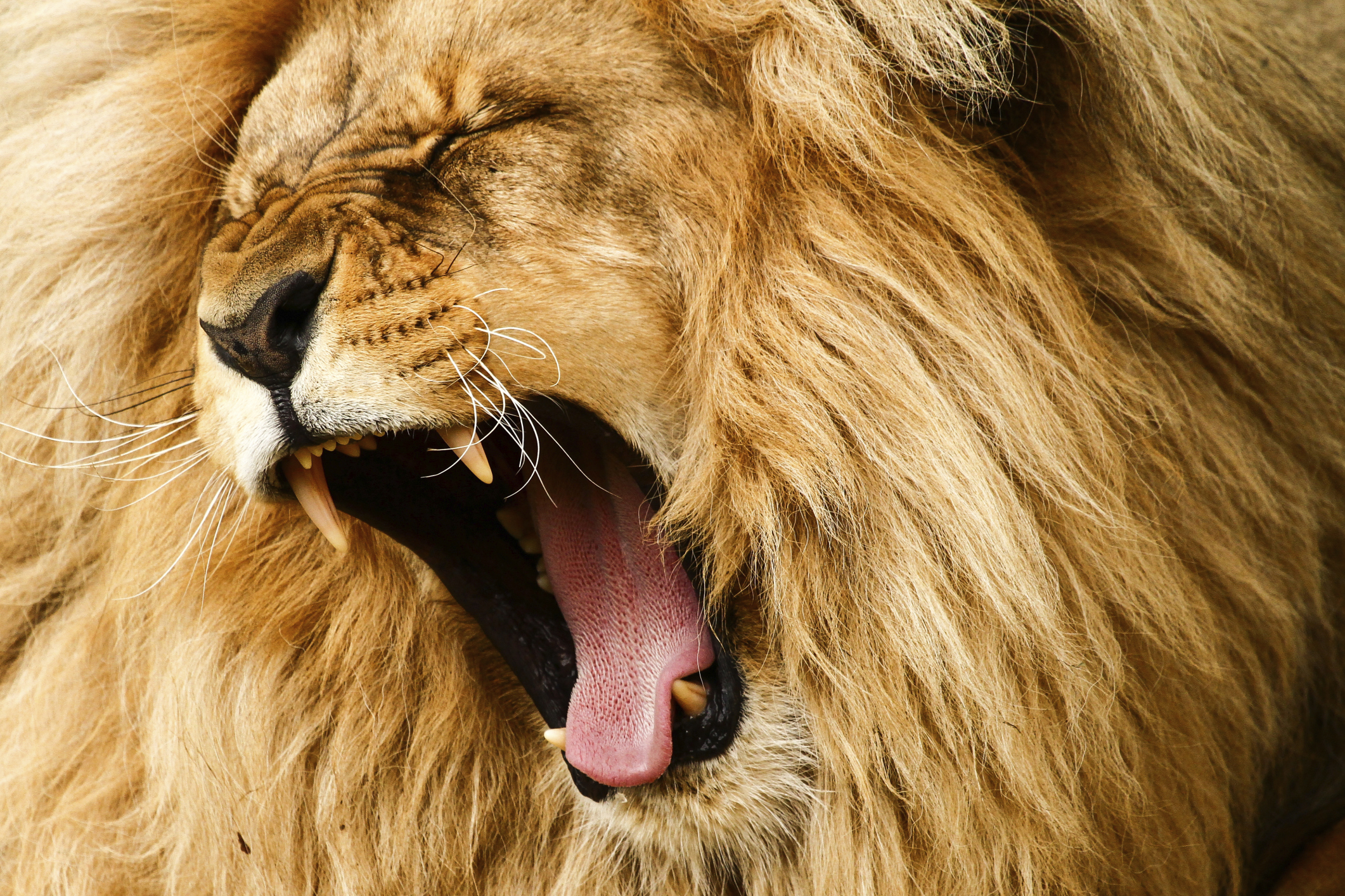 pic of lion roaring